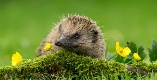 Great locations to peer wildlife in the UK: readers’ journey suggestions