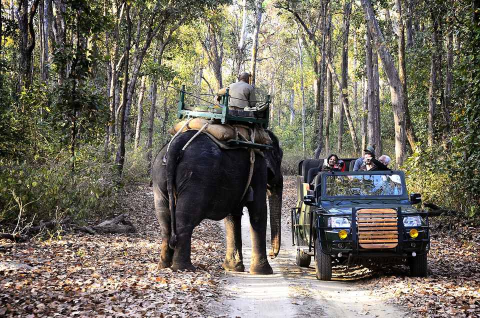 T2 tracks pug marks inside the Kanha jungle but the tiger is mia!