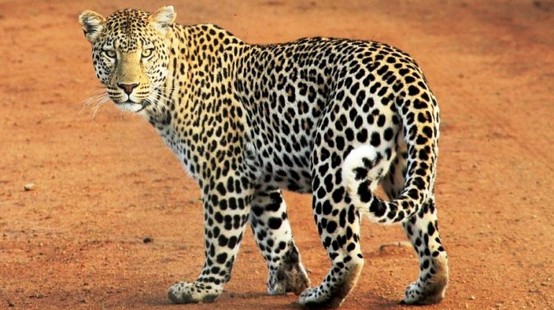 Tips for animal sighting 1