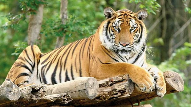 Bihar offers ecotourism weekend at tiger park