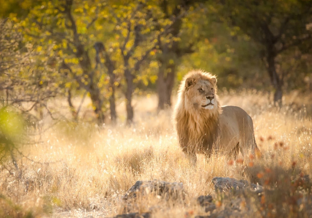 Safari in Style: We take a excursion of South Africa’s best luxurious nature reserves 1