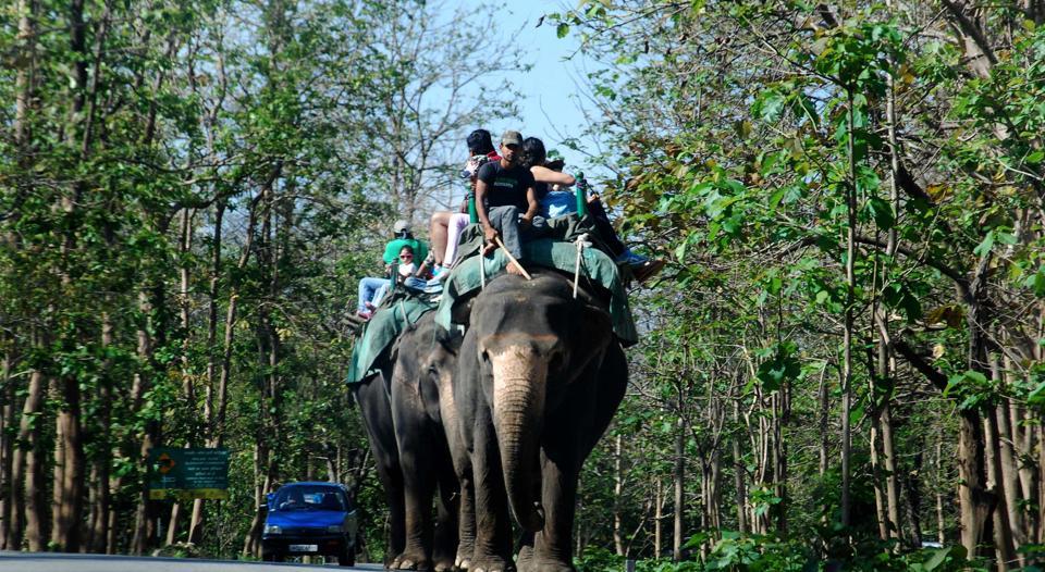 Elephant rides, jungle safaris banned in Uttarakhand’s tiger reserves